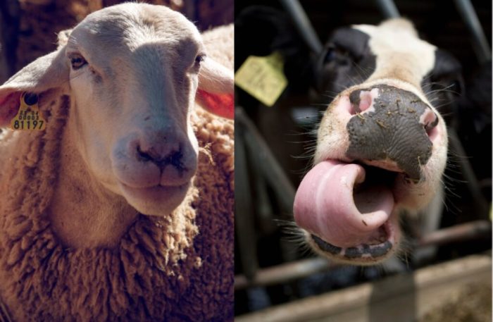 Miniaturka artykułu Komunikat Powiatowego Lekarza Weterynarii – dotyczący choroby niebieskiego języka